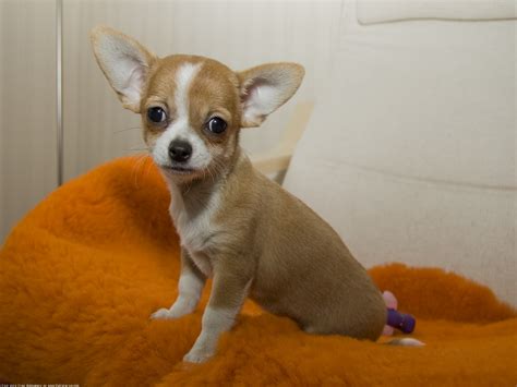 Shelters & individuals can post animals free. . Free chihuahua